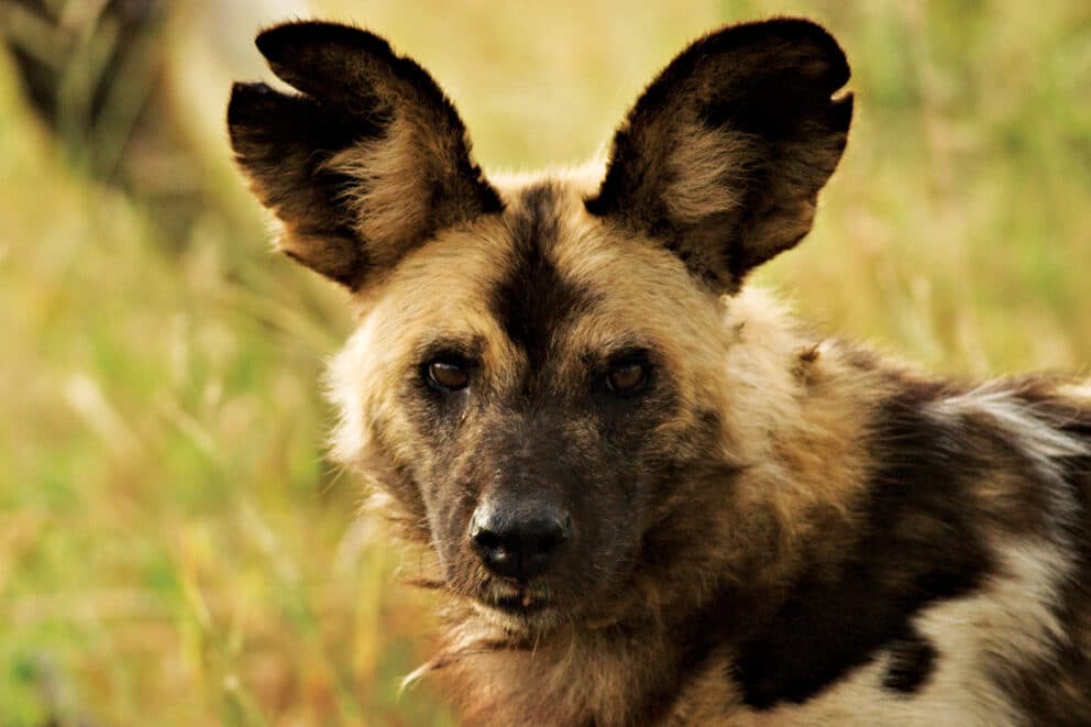 African wild dog