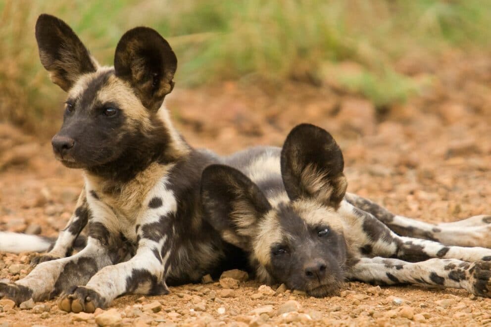 Two African wild dogs lying on a dirt road in Madikwe Game Reserve at Royal Madikwe Luxury Safari Lodge.