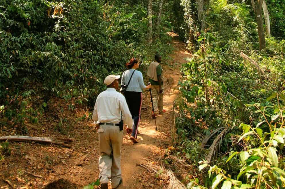 Traveller's on a chimp trek in Gombe National Park to see Jane Goodall's chimps