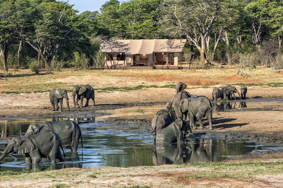A herd of elephants at the water hole at Verney's Camp, Zimbabwe.