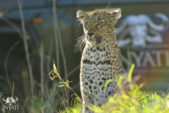 Leopard spotted on a game drive in Sabi Sands. A South African animal that can be seen on a safari