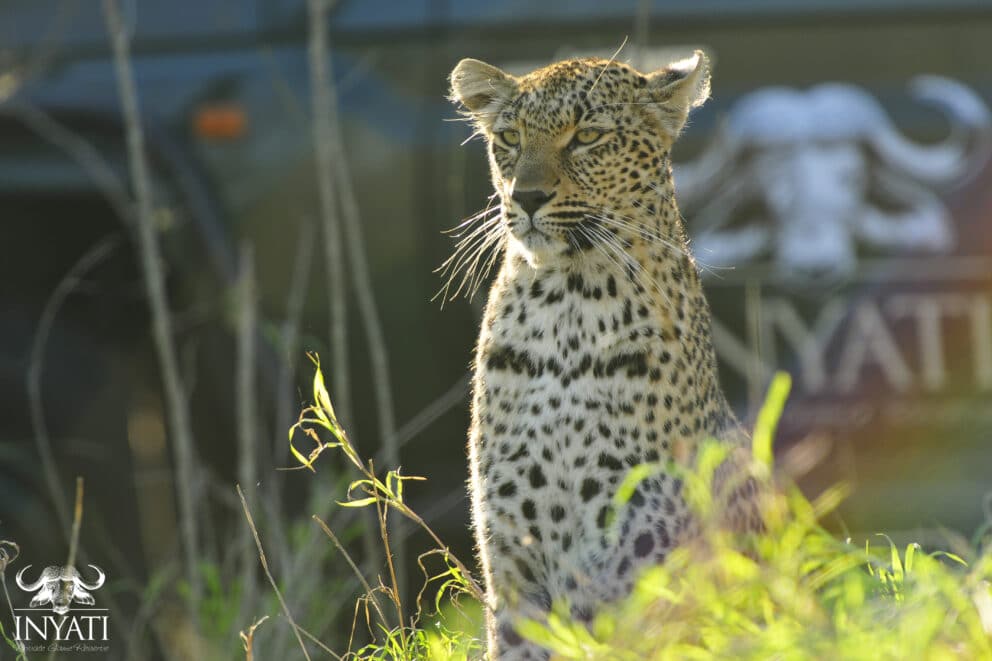 Leopard spotted on a game drive in Sabi Sands. A South African animal that can be seen on a safari