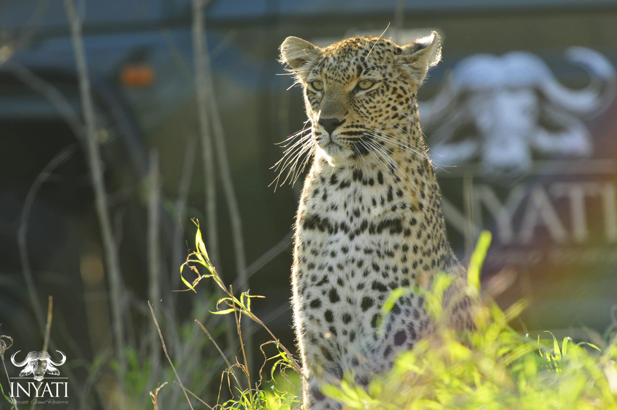 Leopard spotted on a game drive in Sabi Sands on a South Africa safari