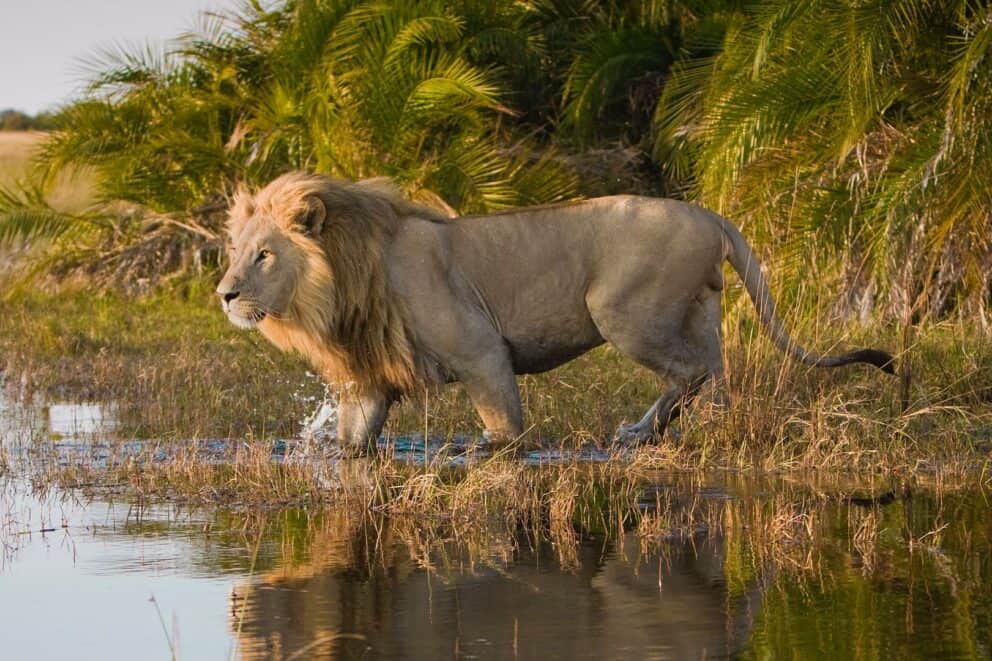 A lion crossing the river in the Okavango Delta. An epic place where to go to see lions in Africa