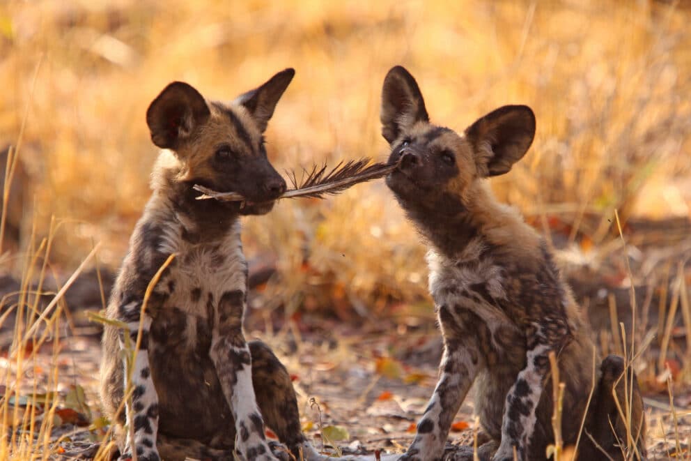 African wild dogs in the Okavango Delta, Botswana.