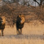 Pair of lions on Chief's Island. This is an excellent area for Botswana photography safari packages.