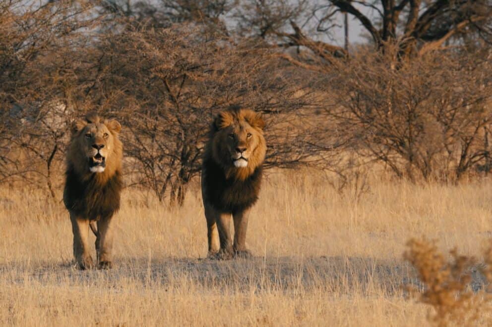 Pair of lions on Chief's Island. This is an excellent area for Botswana photography safari packages.