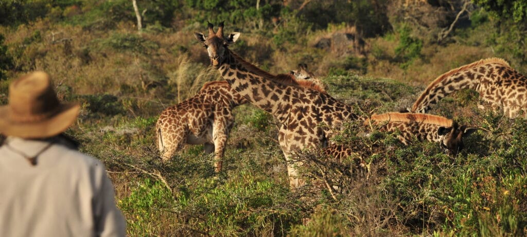 Hatari Lodge
