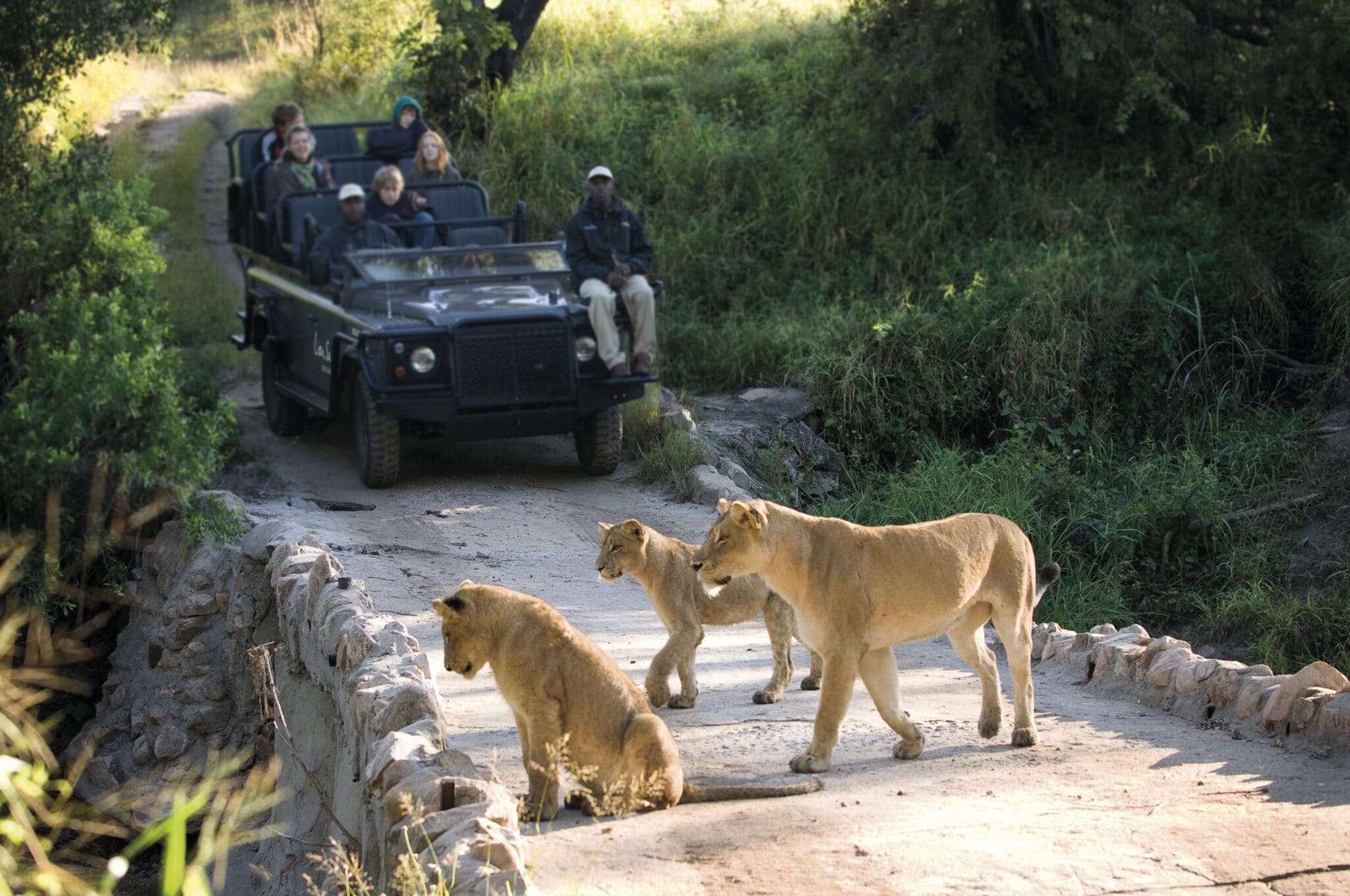 Lions spotted on a game drive in Lions Sands