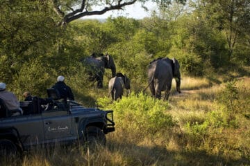 Kruger National Park Concessions