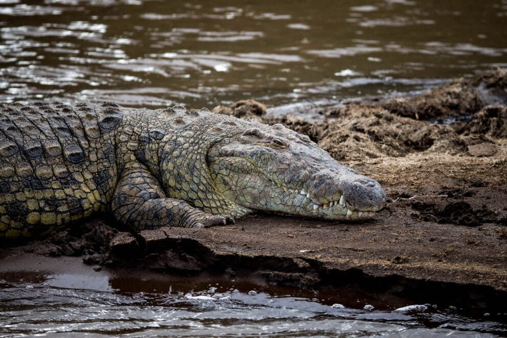Nile crocodile resting on a mudbank in the Mara River in Masai Mara, Kenya.