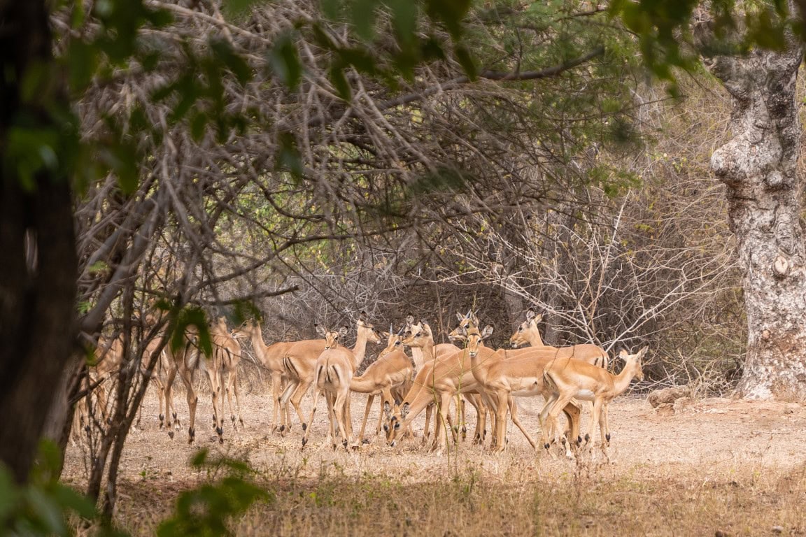 Impala during the dry season in Botswana 