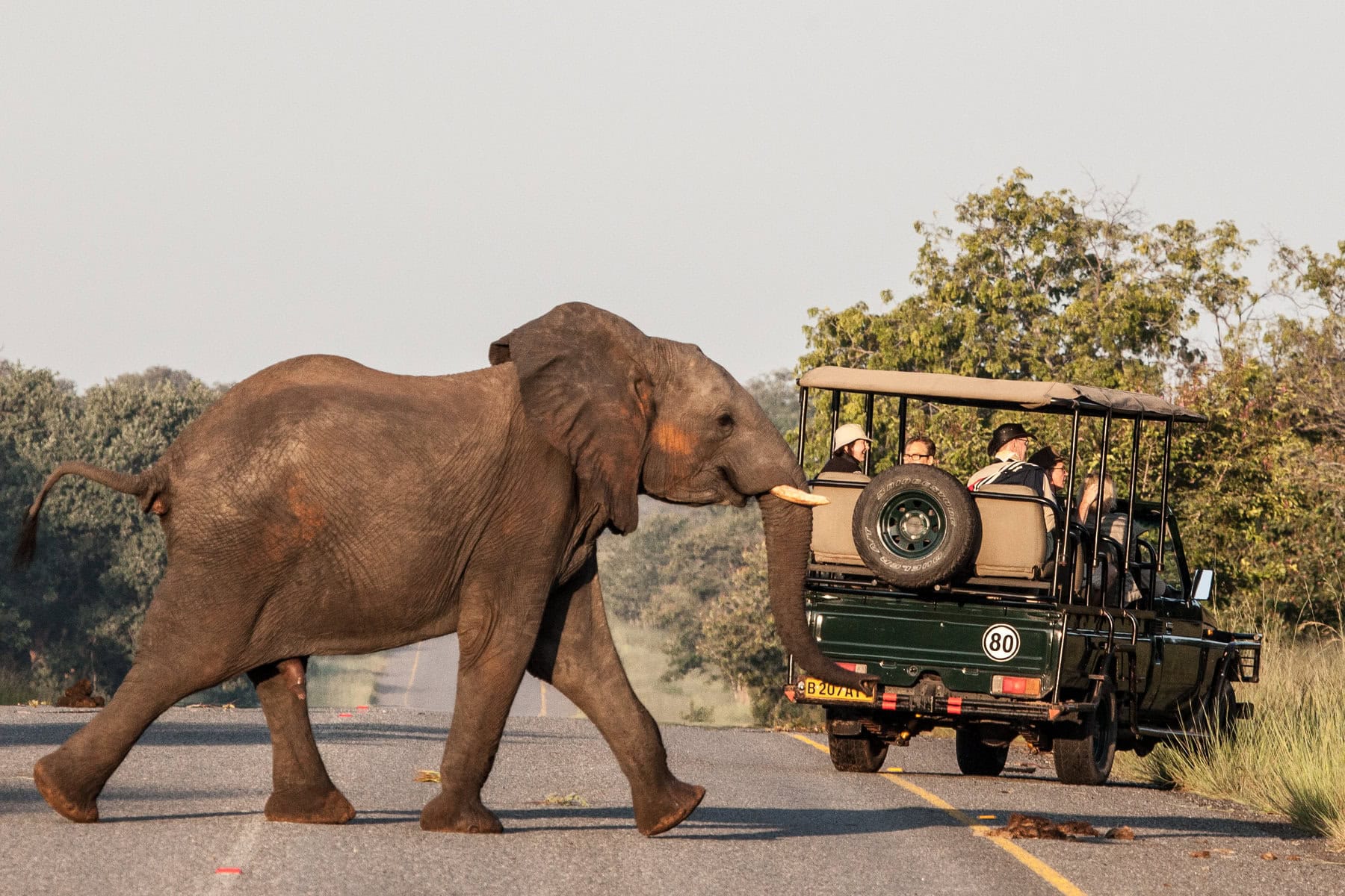 Observing an elephant on a photo safari in Botswana. Ask our safari experts about your Botswana safari cost. 