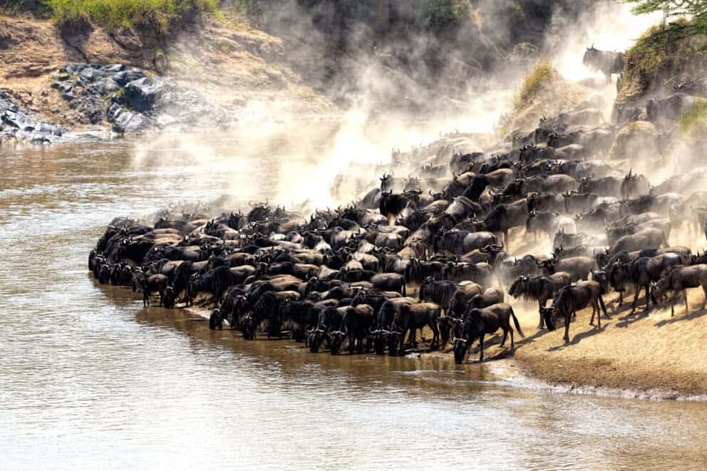 River crossing during the Great Migration.
