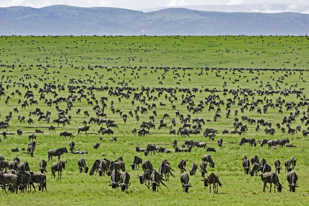 Wildebeest herd in Serengeti National Park, Tanzania.