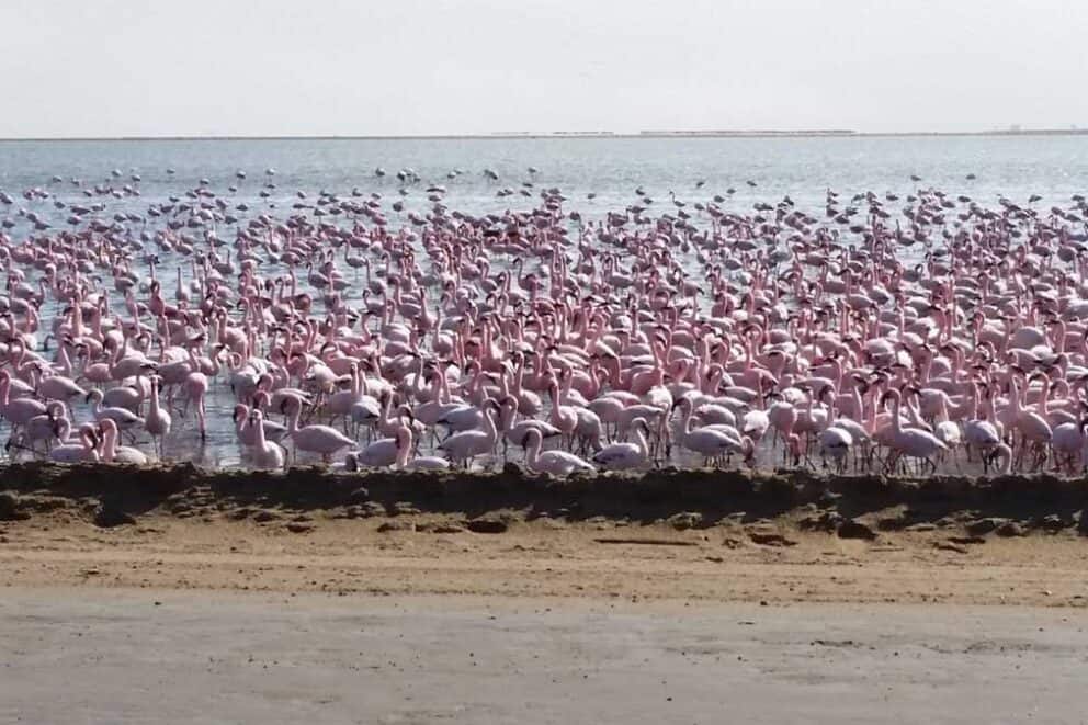 Flamingos in Namibia.