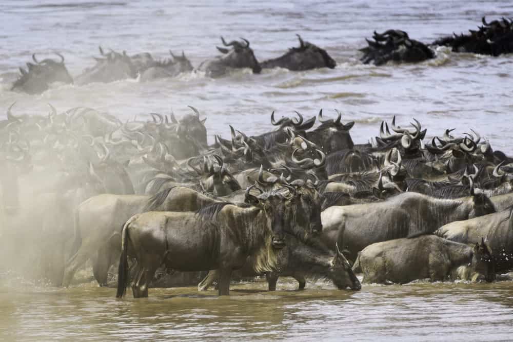 great migration mara river wildbeest