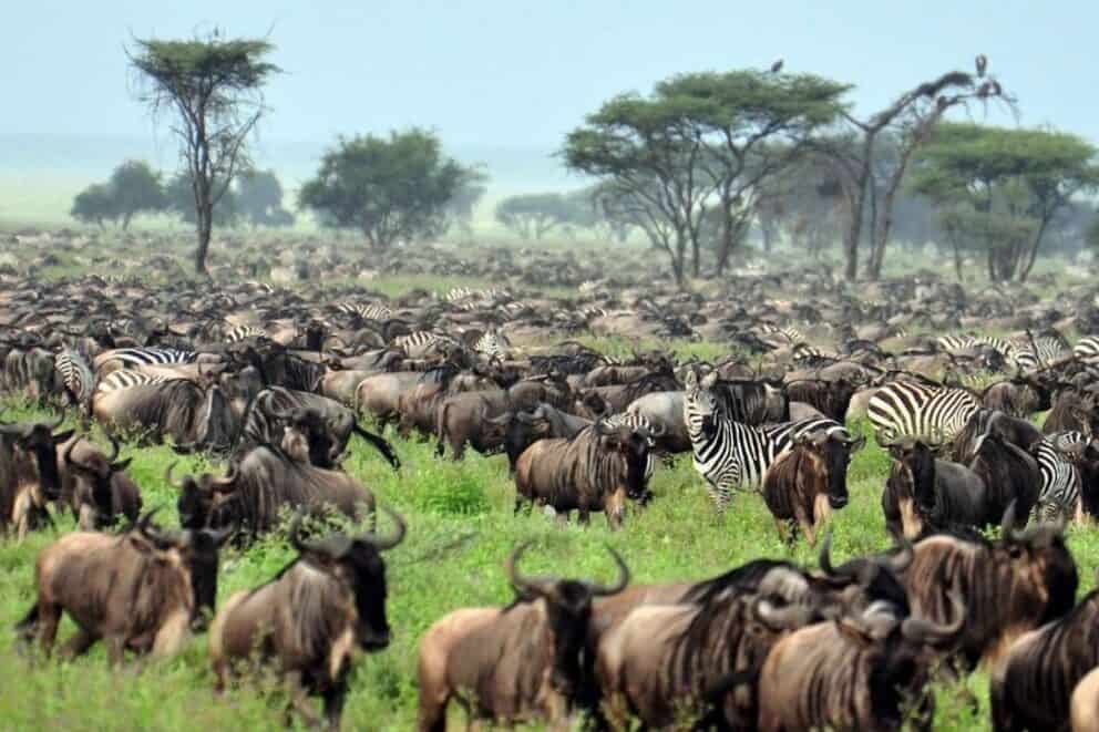 The Great Migration.