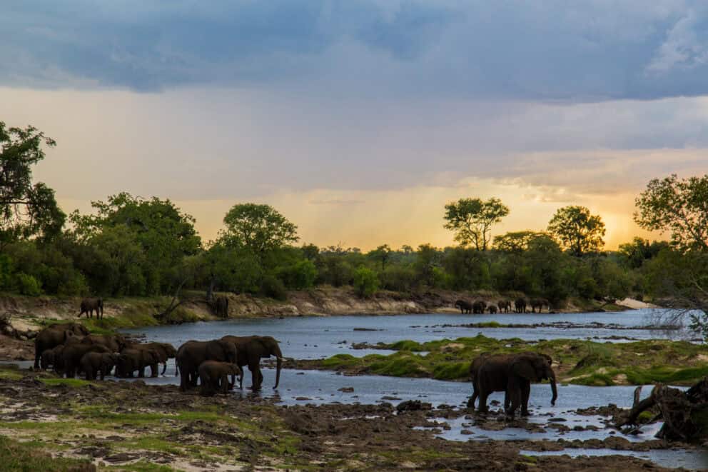 A herd of elephants gathered along the banks of the Zambezi River at Old Drift Lodge, Zimbabwe.