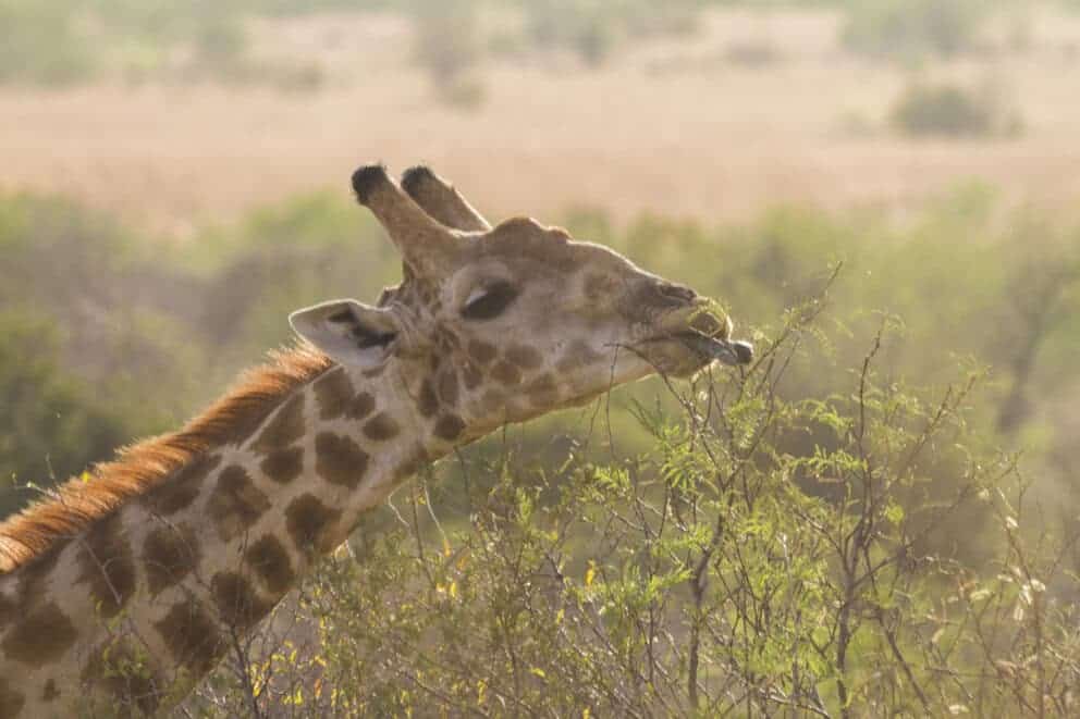 Giraffe in Pilansberg National Park.