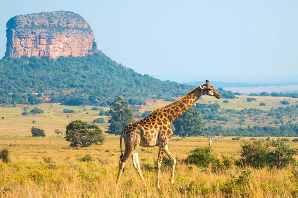 A giraffe walking in the African savannah of Limpopo Province, South Africa.