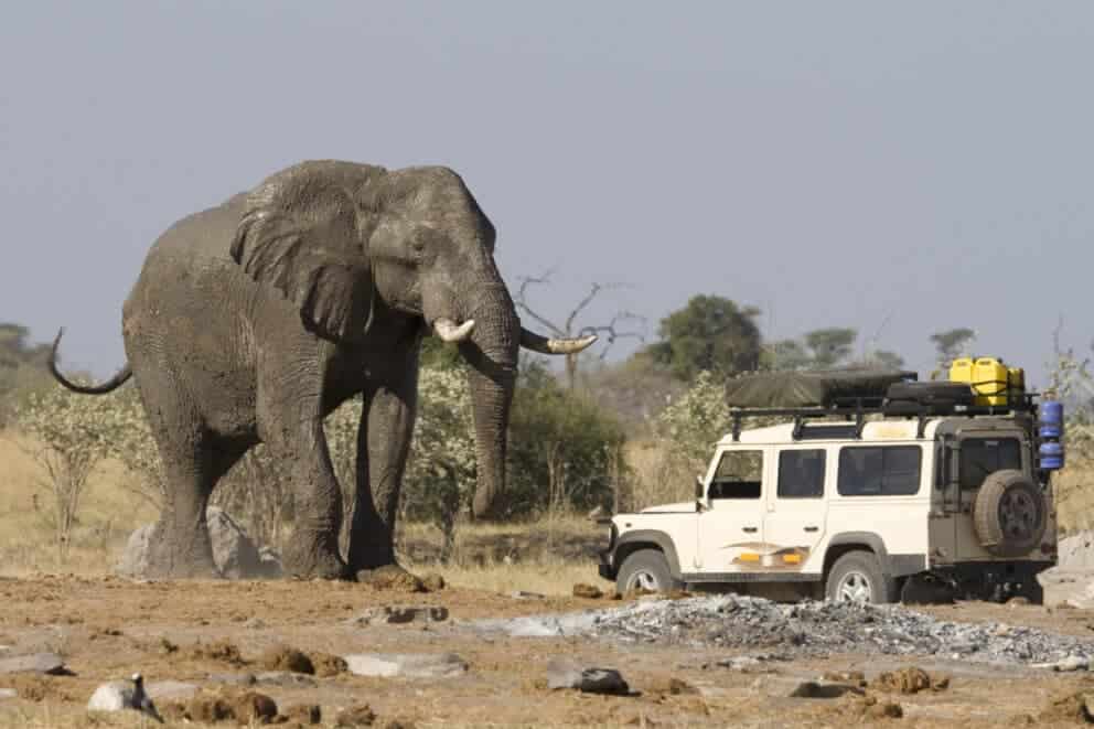 4x4 car near a big African elephant in Botswana.