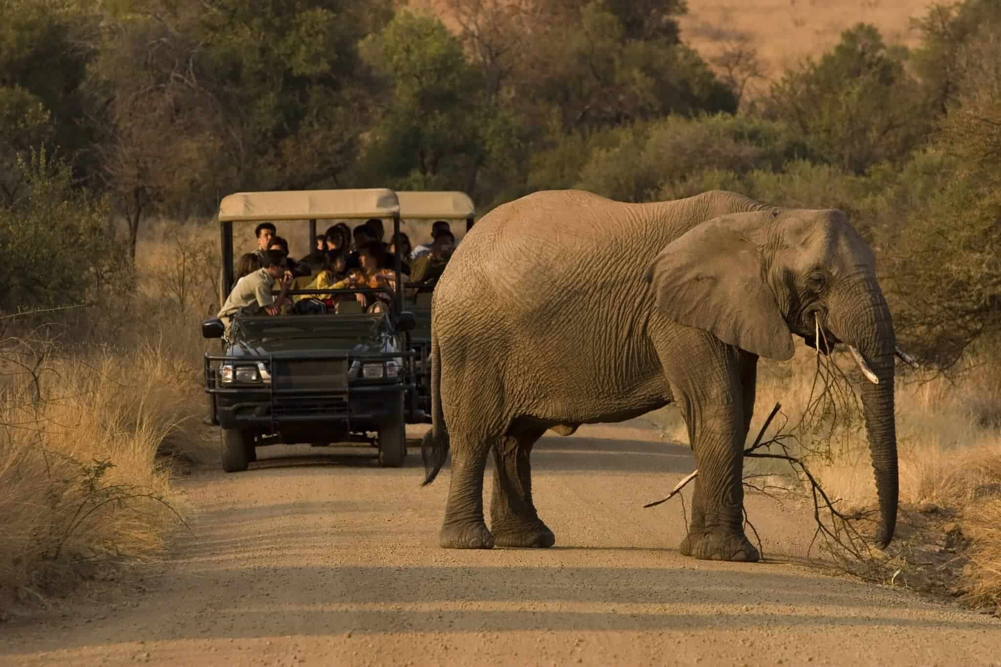 Game drive spotting an elephant in Pilanesberg National park on a malaria free safari in south africa