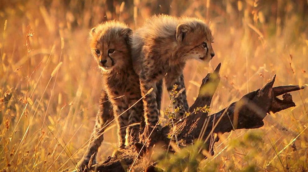 Cheetah cubs in the Kruger National Park.