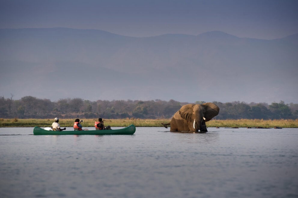 Canoeing in Lower Zambezi with an elephant. The best African safari tours
