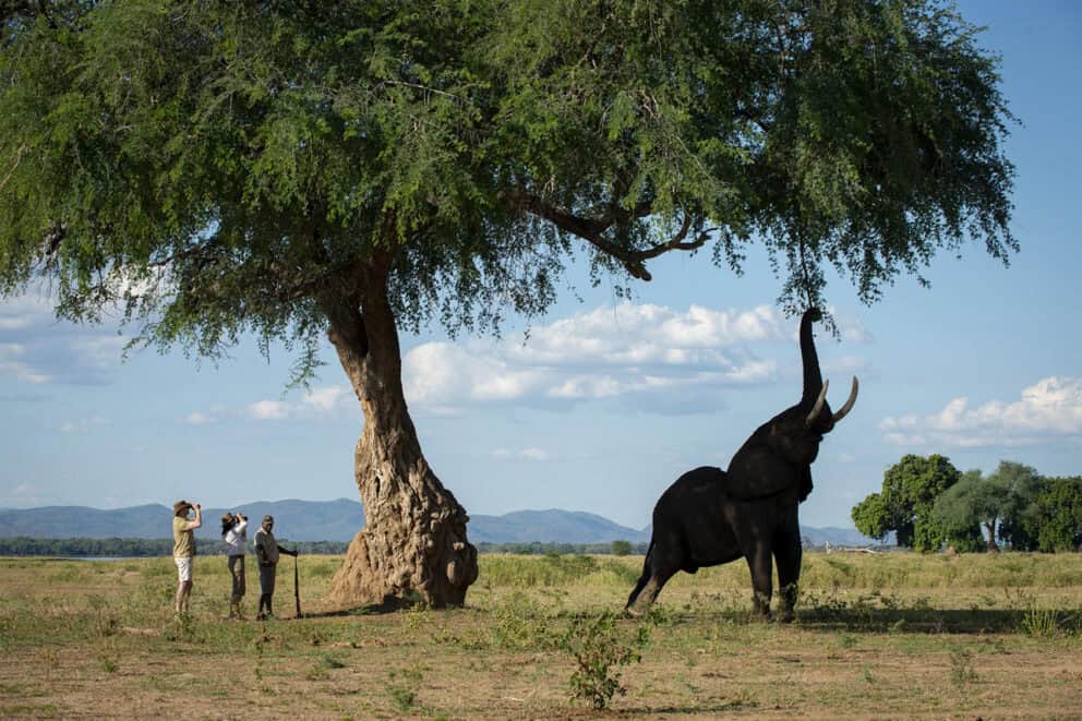 Travellers on a guided walking safari observing a large elephant grazing from an acacia in Mana Pools National Park.