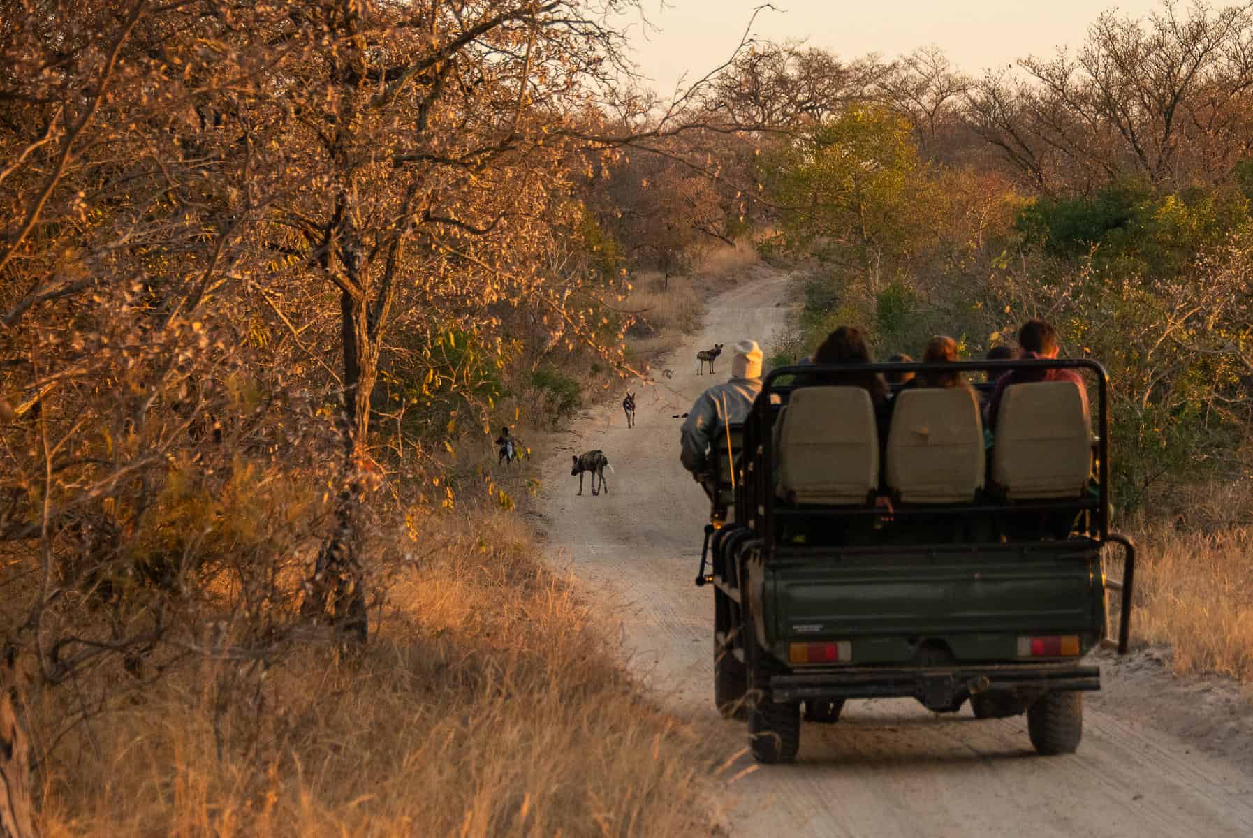 Game drives are the highlight of a Thornybush Game Reserve Safari 