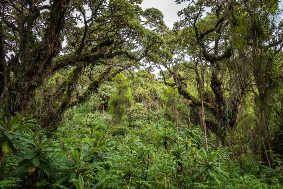 View of the desnse forest and lush mountain foliage on the slopes of Volcanoes National Park near Wilderness Bisate, Rwanda.