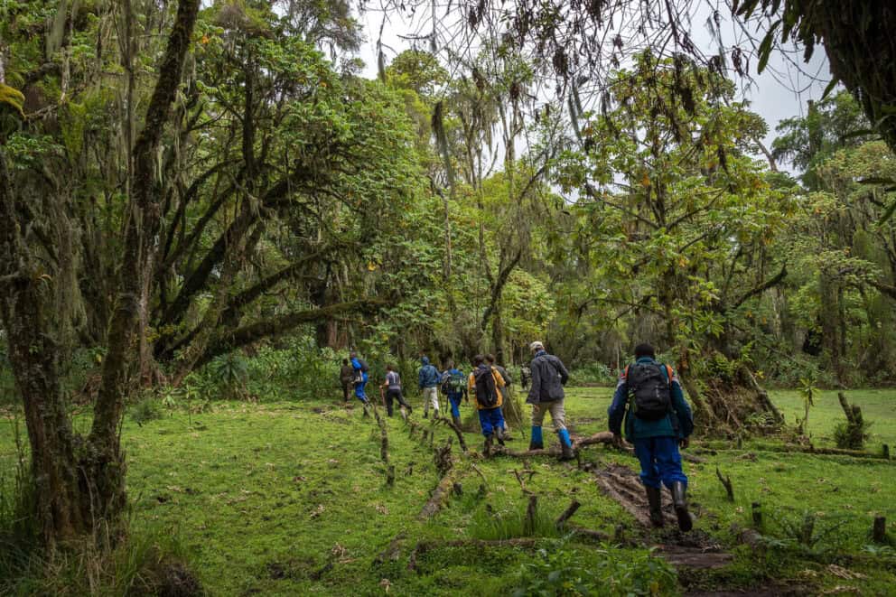 Guests on a guided walk in Volcanoes National Park near Wilderness Bisate, Rwanda.