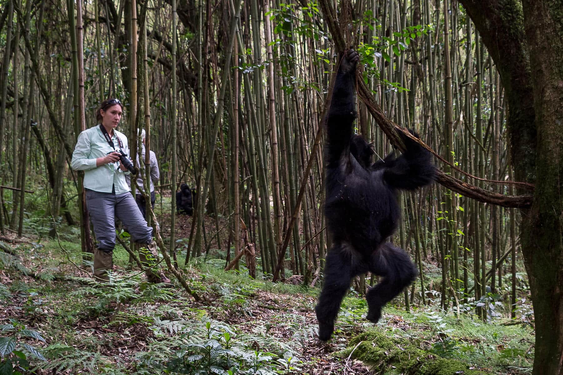 A woman on a gorilla trekking tour, an East Africa wildlife experience you can have in Rwanda.