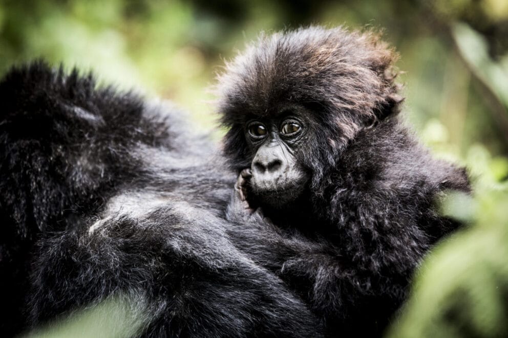 A baby mountain gorilla on a mother gorilla's back at Wilderness Bisate, Rwanda.