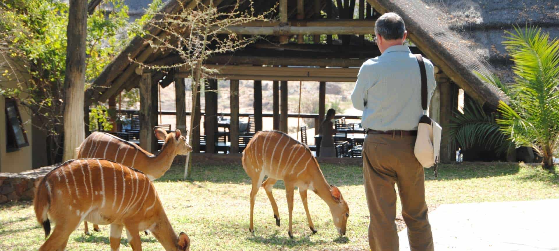 Thornybush Game Reserve Safari