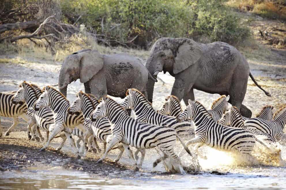 Elephants and zebras running across the Makgadikgadi Salt Pans at Meno a Kwena Tented Camp, Botswana.