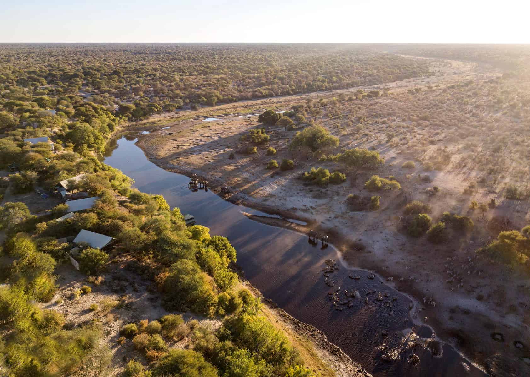 Aerial view of wildlife at the Boteti River near Meno a Kwena, Botswana.