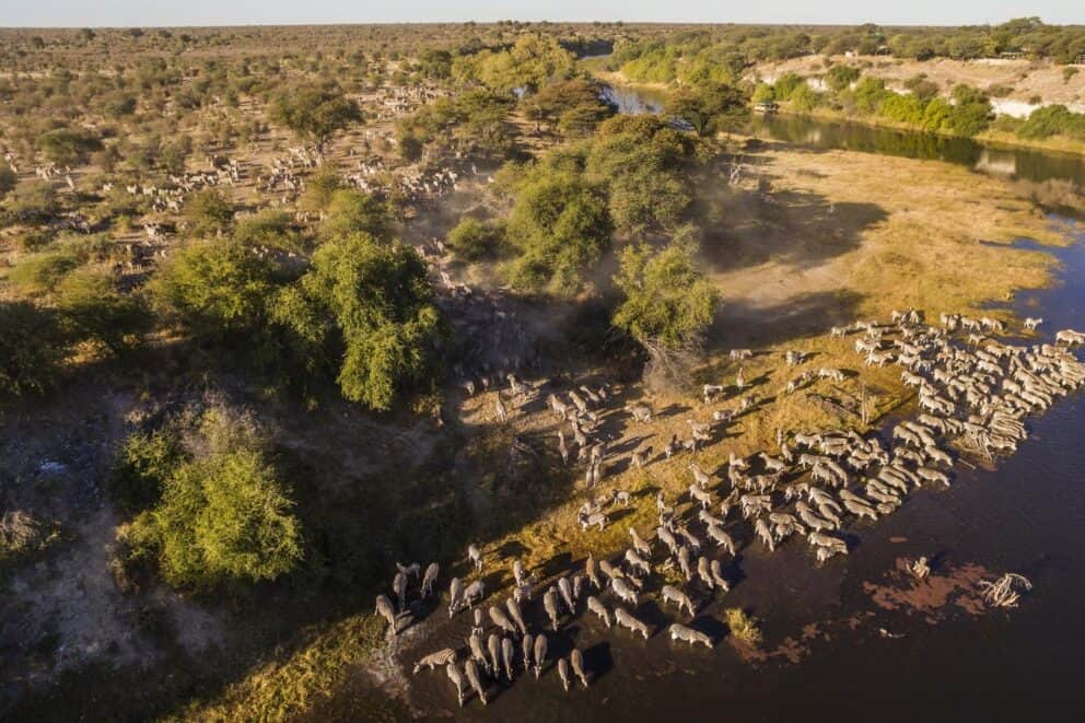 Aerail view of large herds of zebras gathering by the Boteti River near Meno a Kwena, Botswana.