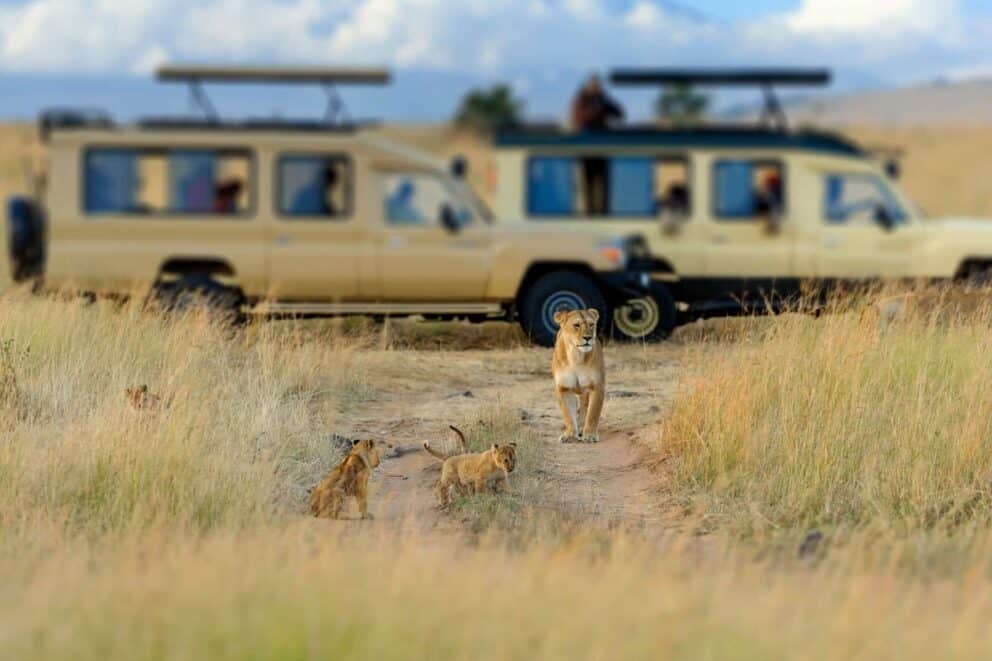 African Big Cats Safaris