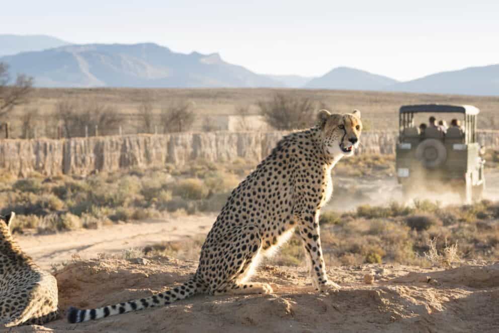 Cheetah near Ceres, Cape Town