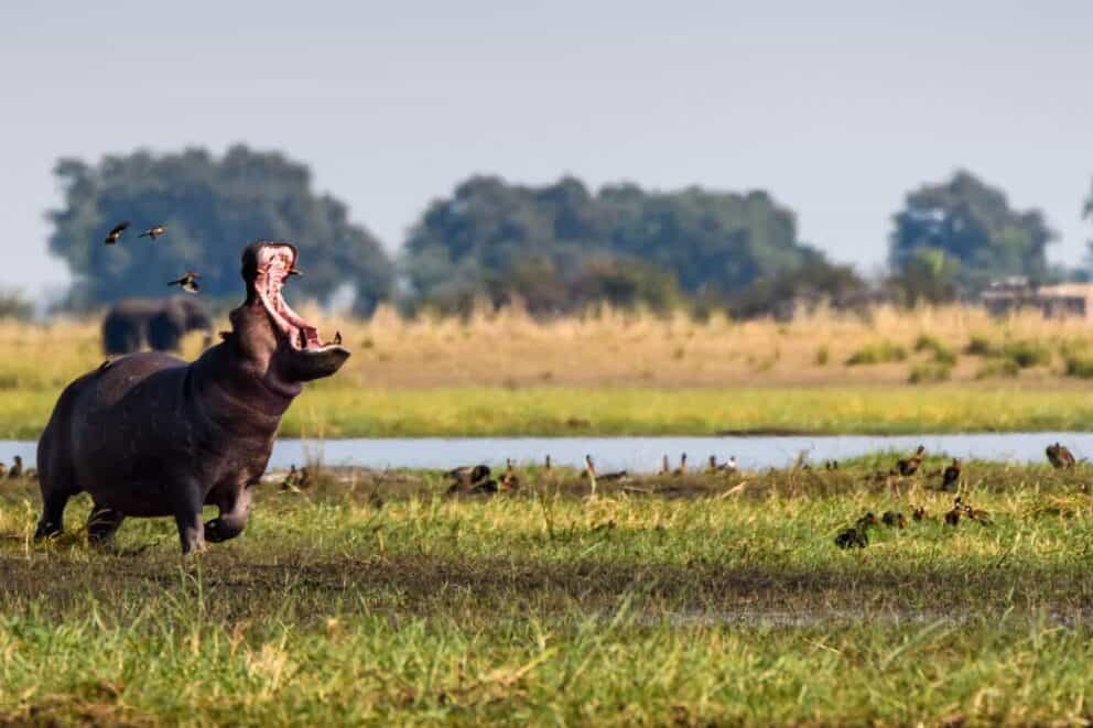 Hippo on the banks of Chobe River, Botswana.