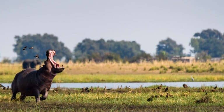 An Okavango Delta Safari & Victoria Falls Adventure