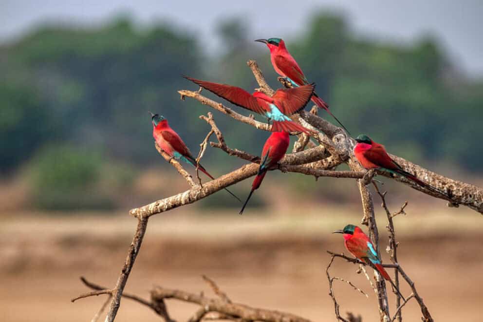 Close up of Southern Carmine Bee Eaters on a branch in South Luangwa National Park at Shawa Luangwa Camp, Zambia.