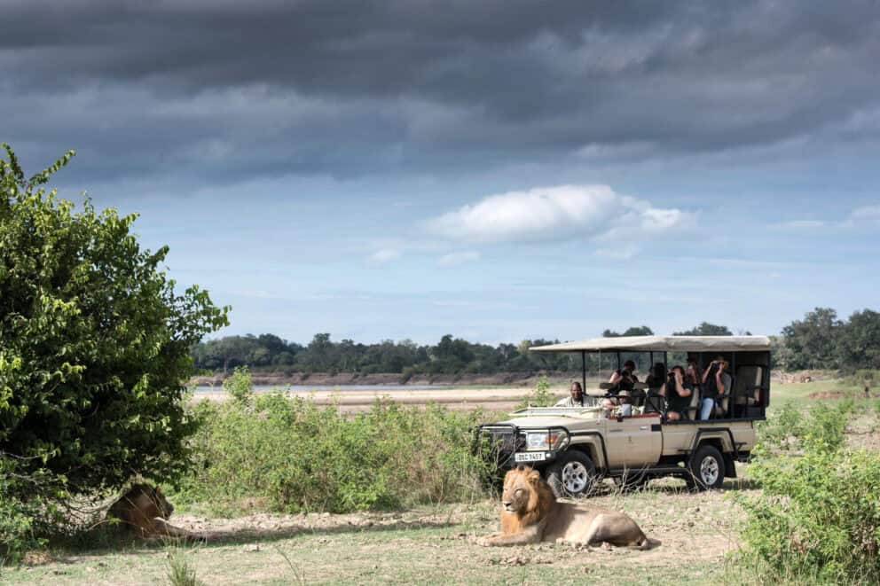 Tourists on a game drive in a safari vehicle observing two lions resting, one under a tree, the other in the sun at Shawa Luangwa Camp, Zambia.