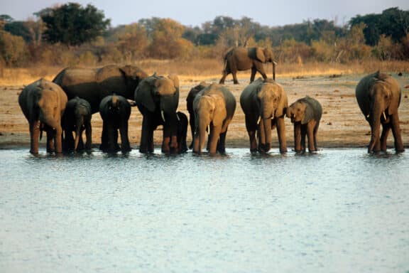 Elephants at water hole in Zimbabwe