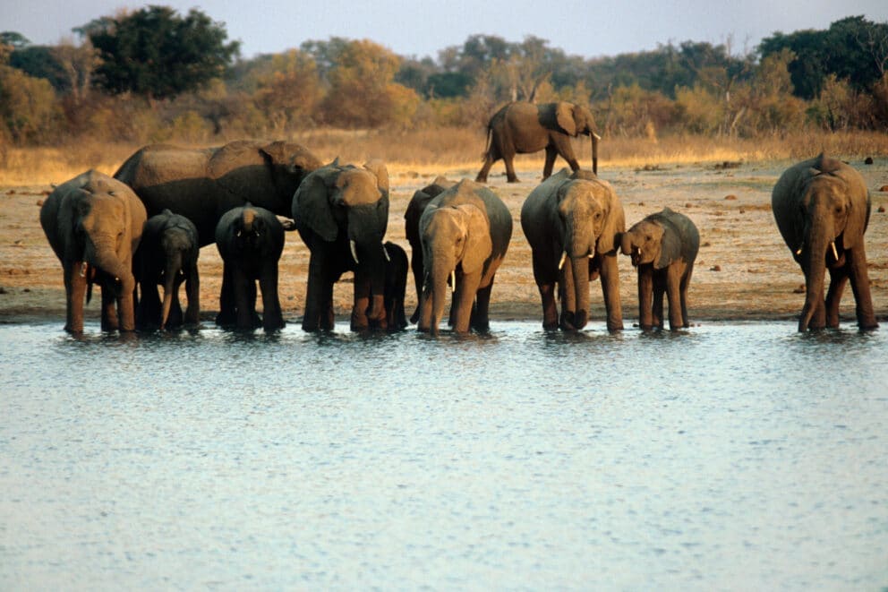 Elephants at water hole in Zimbabwe