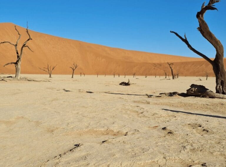 24 Day Namibia Safari Review