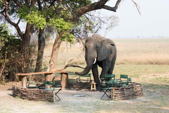 Chisa Busanga The nest