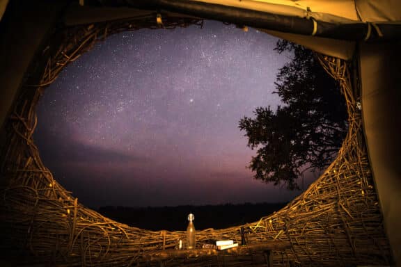 Chisa Busanga The nest